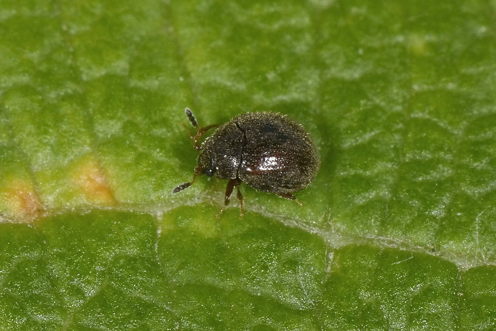 Aspidiphorus orbiculatus - Sphindidae